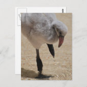 Carte postale Flamant rose bébé (Devant / Derrière)