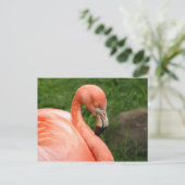 Carte postale Flamant rose brillante (Debout devant)