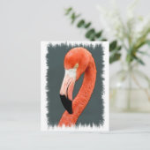Carte postale Flamant rose brillante (Debout devant)