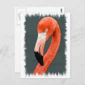 Carte postale Flamant rose brillante (Devant / Derrière)