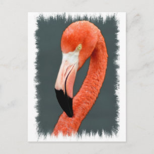 Carte postale Flamant rose brillante