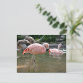 Carte Postale Flamant rose chilien (Debout devant)