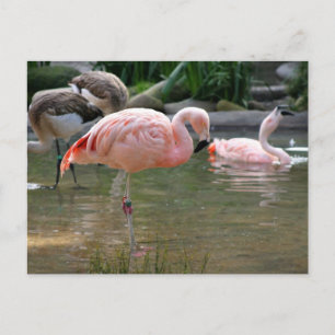 Carte Postale Flamant rose chilien