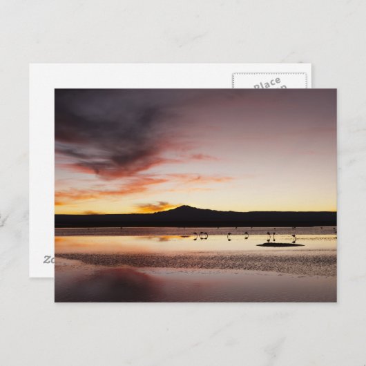 Carte Postale Flamant rose chilien (Devant / Derrière)