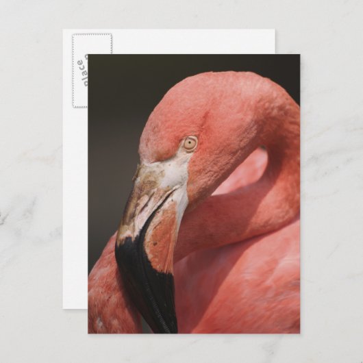 Carte Postale Flamant rose chilien, Phoenicopterus chilensis (Devant / Derrière)