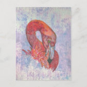Carte Postale Flamant rose cinglant (Devant)