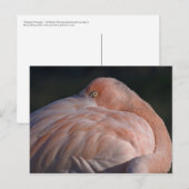 Carte postale Flamant rose couchage (Devant / Derrière)