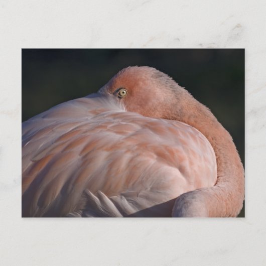 Carte postale Flamant rose couchage (Devant)