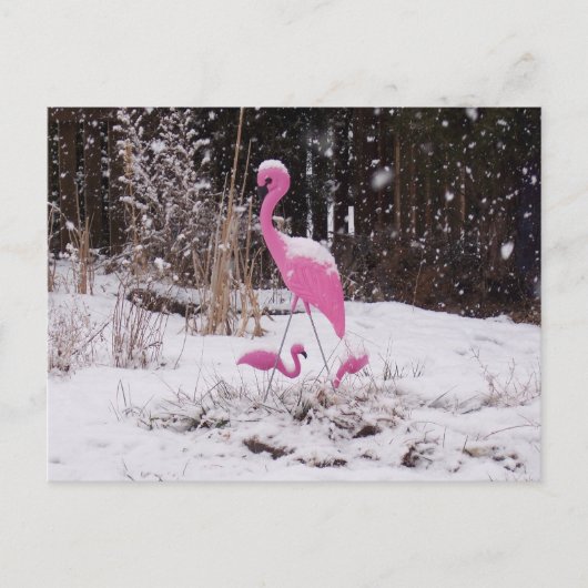 Carte Postale Flamant rose dans la neige (Devant)