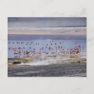 Carte Postale Flamant rose de James, Phoenicoparrus jamesi