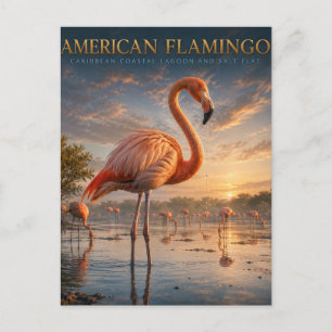 Carte Postale Flamant rose de la lagune côtière ANIMAUX