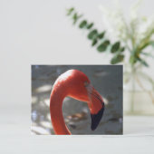Carte Postale Flamant rose des Caraïbes (Debout devant)
