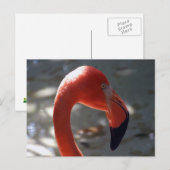Carte Postale Flamant rose des Caraïbes (Devant / Derrière)