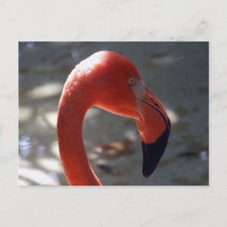 Carte Postale Flamant rose des Caraïbes