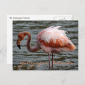 Carte Postale Flamant rose des îles Galapagos (Devant / Derrière)