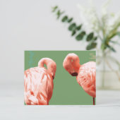 Carte Postale Flamant rose écarlate (Debout devant)