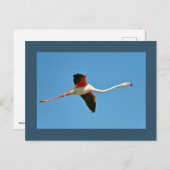 Carte Postale Flamant rose en vol (Devant / Derrière)