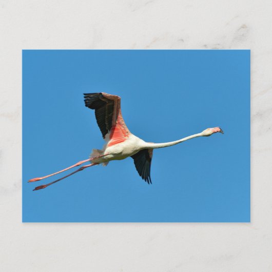Carte Postale Flamant rose en vol (Devant)
