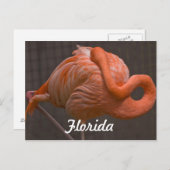 Carte postale Flamant rose Floride (Devant / Derrière)