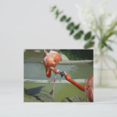 Carte Postale Flamant rose Kiss (Debout devant)