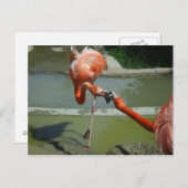 Carte Postale Flamant rose Kiss (Devant / Derrière)