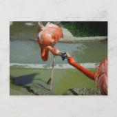 Carte Postale Flamant rose Kiss (Devant)