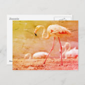 Carte Postale Flamant rose marchant au sol (Devant / Derrière)