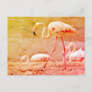 Carte Postale Flamant rose marchant au sol