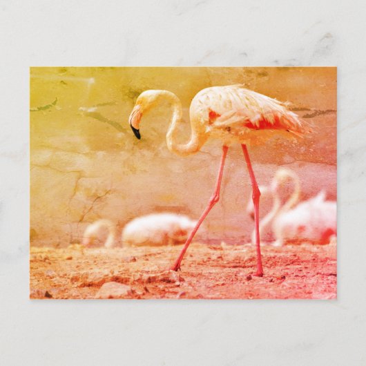 Carte Postale Flamant rose marchant au sol (Devant)