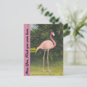 Carte Postale Flamant rose, Miami, Floride (Debout devant)