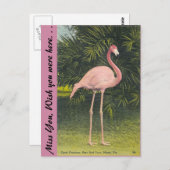 Carte Postale Flamant rose, Miami, Floride (Devant / Derrière)