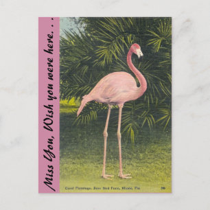 Carte Postale Flamant rose, Miami, Floride