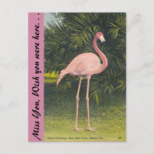 Carte Postale Flamant rose, Miami, Floride (Devant)