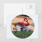 Carte Postale Flamant rose rose (Devant / Derrière)