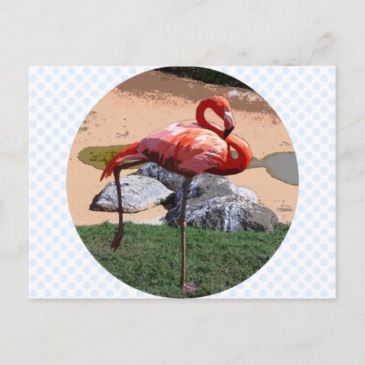 Carte Postale Flamant rose rose (Devant)