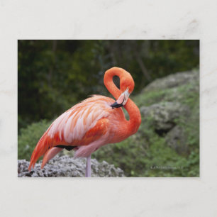 Carte Postale Flamant rose rose