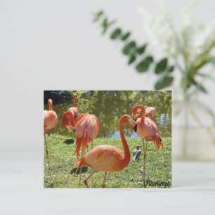 Carte Postale Flamant rose rose