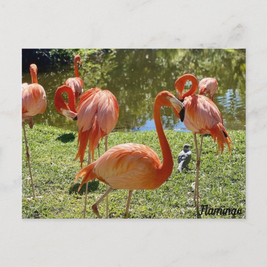 Carte Postale Flamant rose rose (Devant)