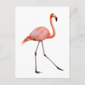 Carte Postale Flamant rose rose (Devant)