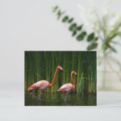 CARTE POSTALE FLAMANT ROSE ROSE (Debout devant)