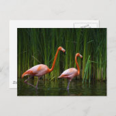 CARTE POSTALE FLAMANT ROSE ROSE (Devant / Derrière)