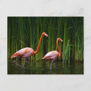 CARTE POSTALE FLAMANT ROSE ROSE