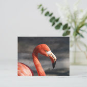 Carte Postale Flamant rose rose (Debout devant)