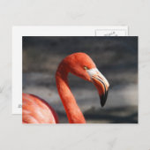 Carte Postale Flamant rose rose (Devant / Derrière)