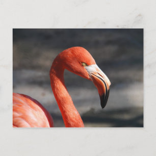 Carte Postale Flamant rose rose