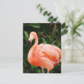 Carte postale Flamant rose rose (Debout devant)