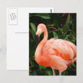 Carte postale Flamant rose rose (Devant / Derrière)