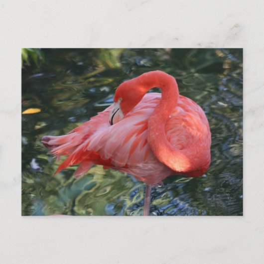 Carte postale Flamant rose rose (Devant)