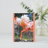 Carte postale Flamant rose rose (Debout devant)
