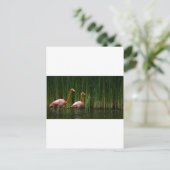 CARTE POSTALE FLAMANT ROSE ROSE (Debout devant)